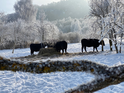 Farma Olšina